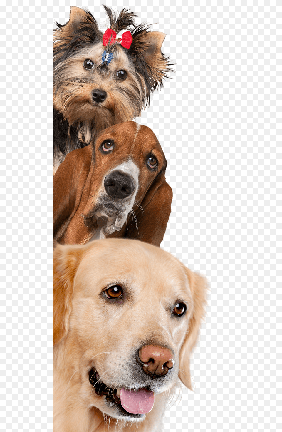 Dog And Cat Background, Animal, Canine, Mammal, Pet Png Image