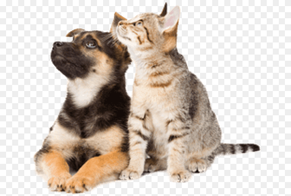 Dog And Cat Cat And Dog Transparent Background, Animal, Pet, Mammal, Kitten Png Image