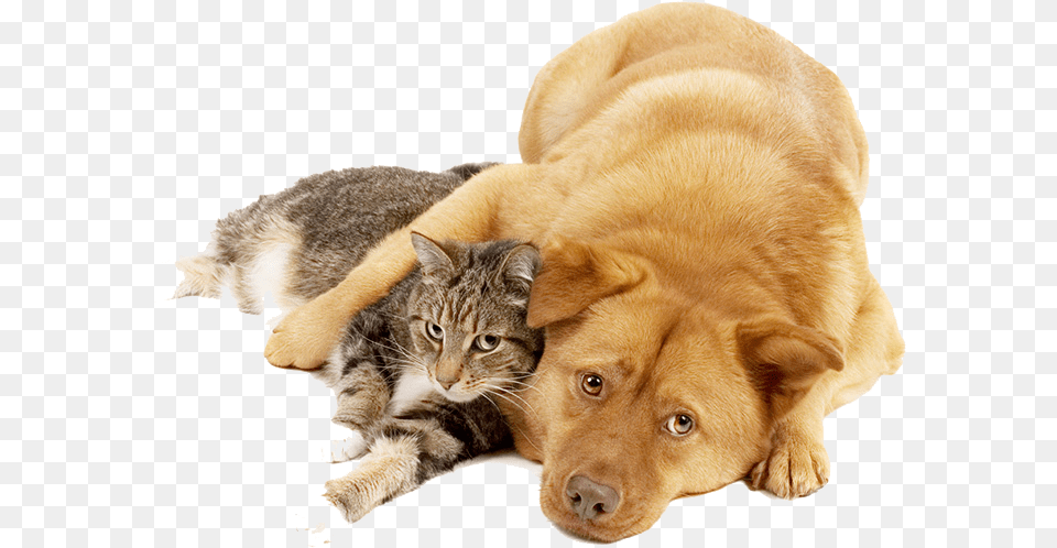 Dog And Cat Dogcat, Animal, Canine, Mammal, Pet Png