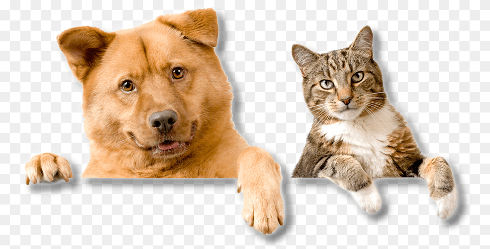 Dog And Cat Hd, Animal, Canine, Mammal, Pet Free Png Download