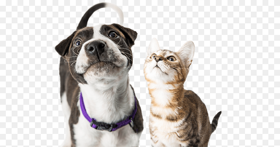Dog And Cat Looking Up Happy Dog And Cat, Animal, Canine, Mammal, Pet Free Png