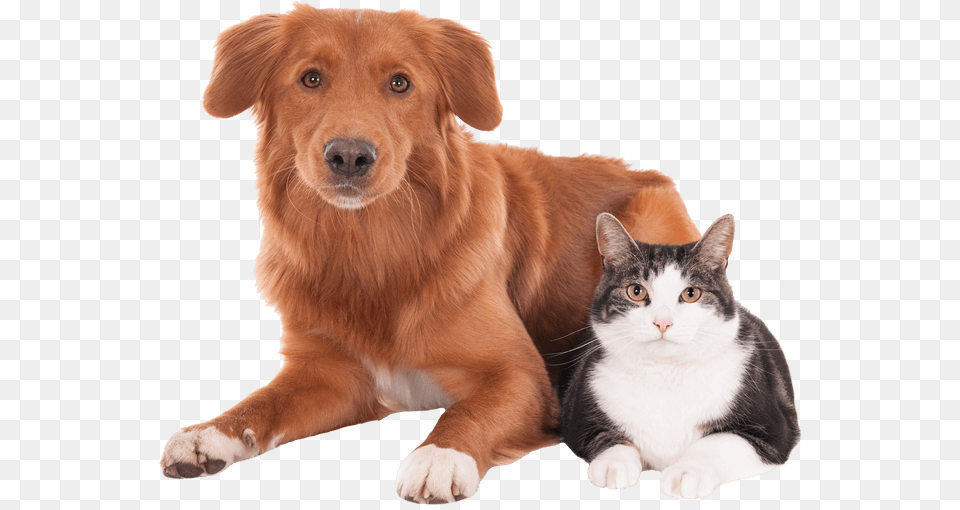 Dog And Cat Mascota Veterinaria, Animal, Canine, Mammal, Pet Free Transparent Png