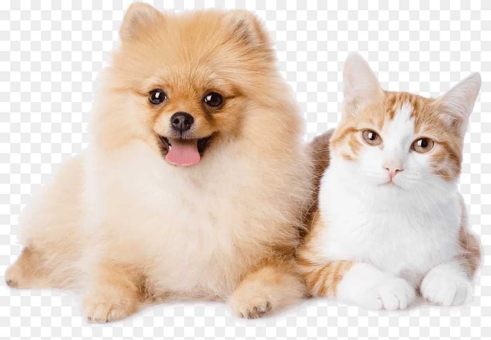 Dog And Cat Resting Pomeranian And A Cat, Animal, Canine, Mammal, Pet Free Transparent Png