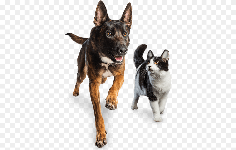 Dog And Cat Running Together Dog, Animal, Canine, Mammal, Pet Free Png