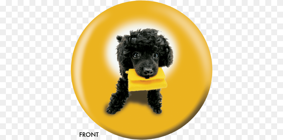 Dog And Friends Bowling Ball Poodle, Animal, Canine, Mammal, Pet Png Image