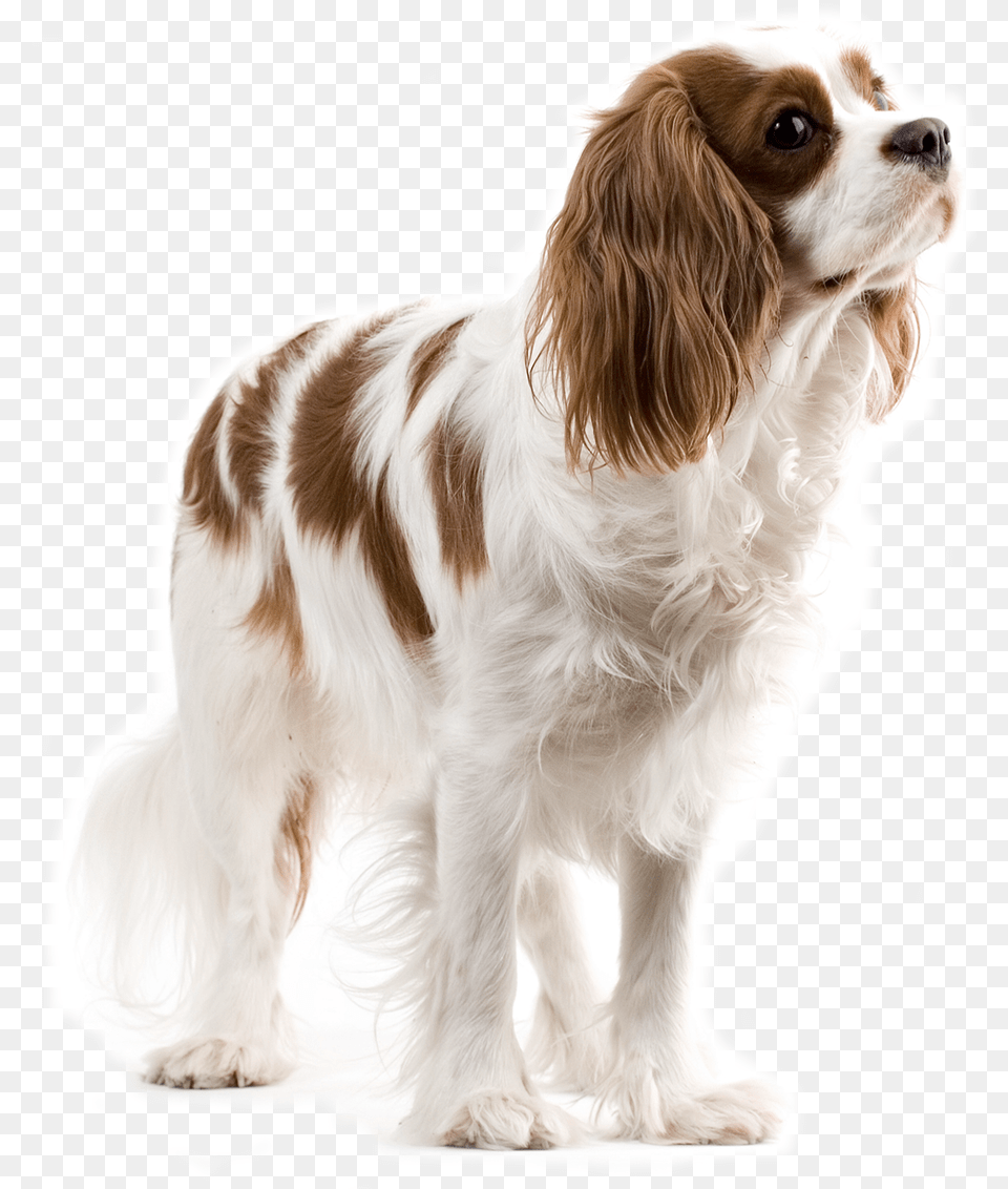 Dog Animal Lovely Dog, Canine, Mammal, Pet, Puppy Free Png Download