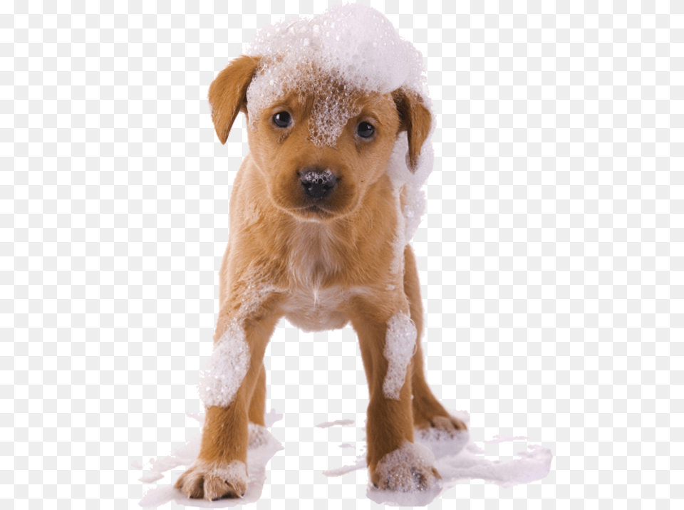 Dog Animal Pet Dogsofpicsart Cute Bath Ftestickers Dog Wash, Canine, Mammal, Puppy, Face Free Png
