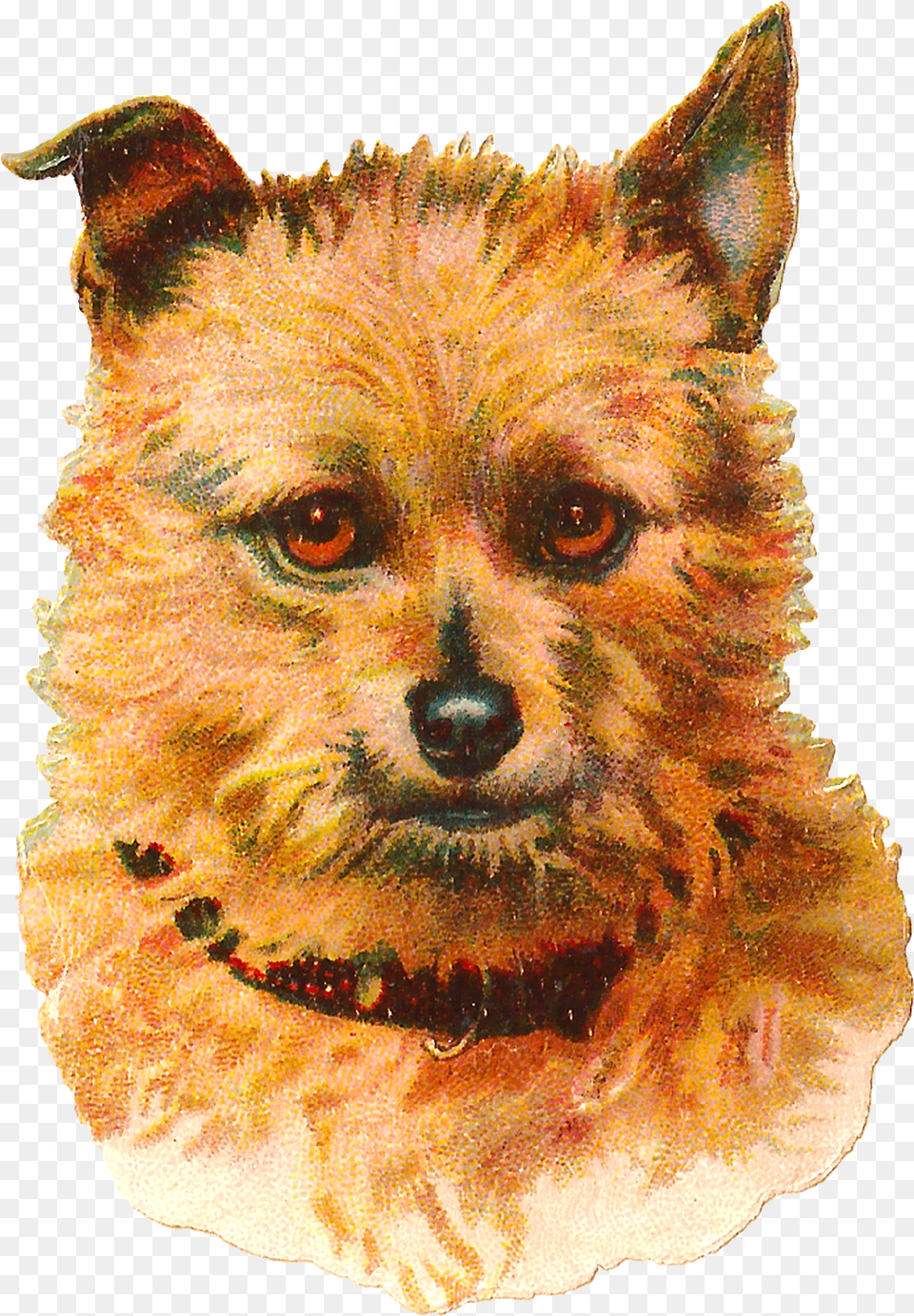 Dog Australian Terrier Vintage Animal Portrait Clip Dog Vintage, Canine, Mammal, Pet Free Png