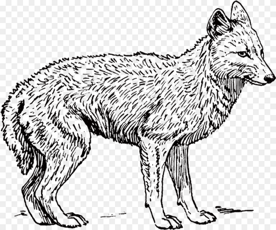 Dog Backed Jackal Wolf Transprent Blackbacked Black And White Jackal, Animal, Coyote, Mammal, Fox Free Transparent Png