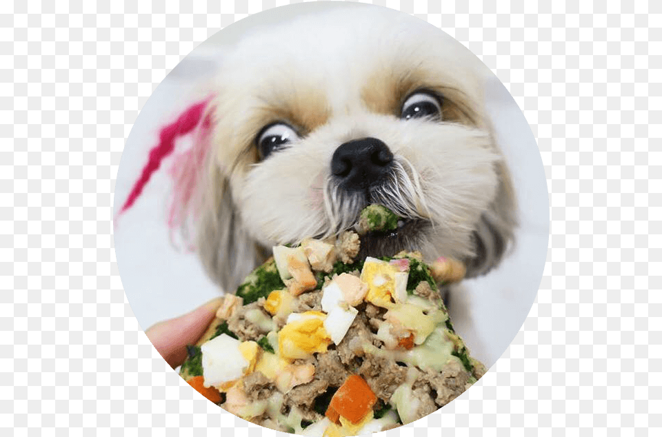 Dog Barking Companion Dog, Lunch, Meal, Food, Photography Free Png Download