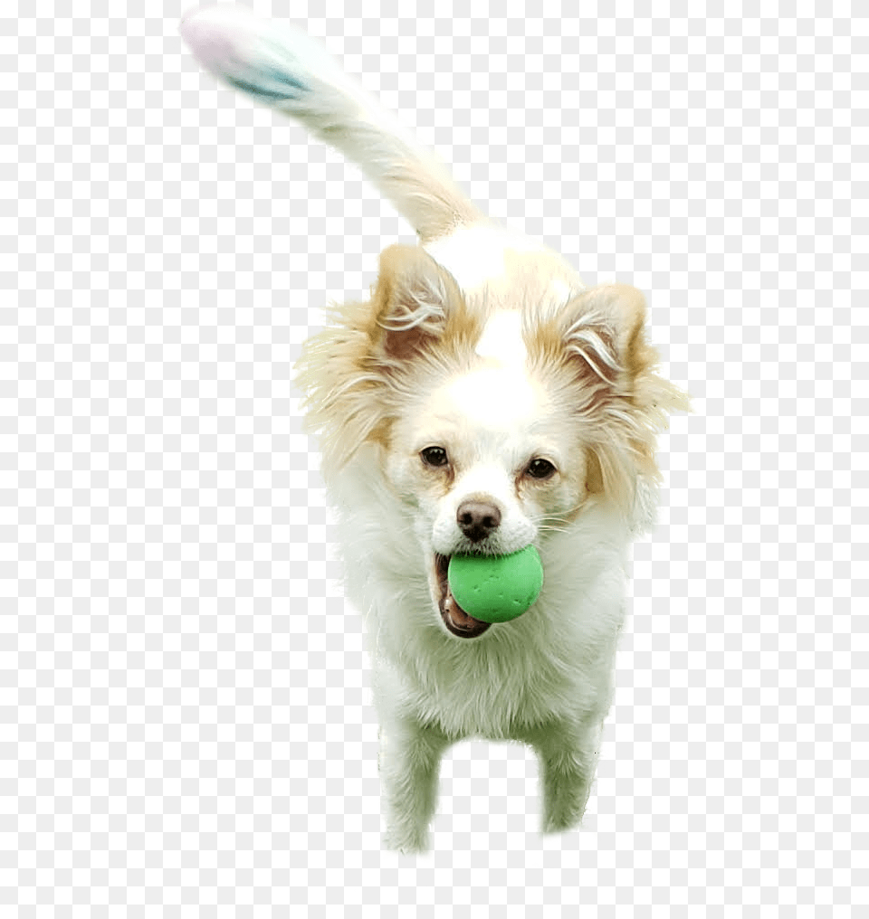Dog Bath, Ball, Sport, Tennis, Tennis Ball Png Image