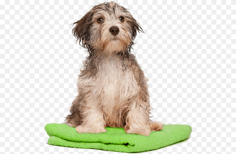 Dog Bath Pluspng, Animal, Canine, Mammal, Pet Free Png Download