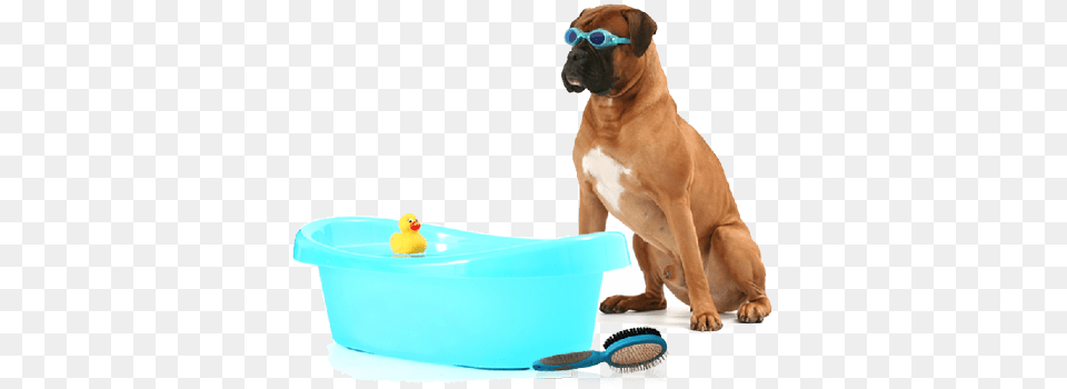 Dog Bath Transparent Dog Bath, Animal, Boxer, Bulldog, Canine Free Png Download