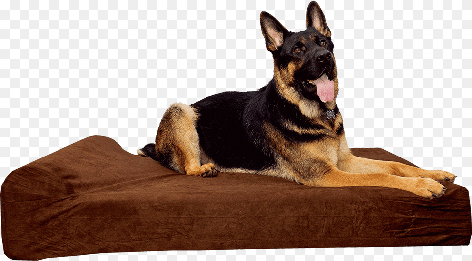 Dog Bed, Animal, Canine, German Shepherd, Mammal Png