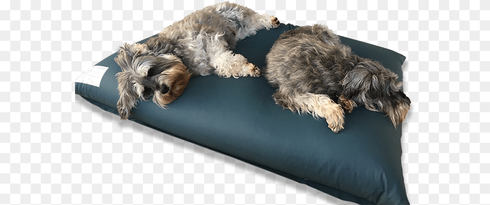 Dog Bed Pet Bed, Cushion, Home Decor, Animal, Canine Free Transparent Png