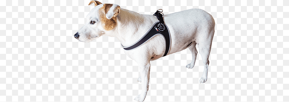 Dog Belt Treponti Harness, Accessories, Strap, Animal, Canine Free Png