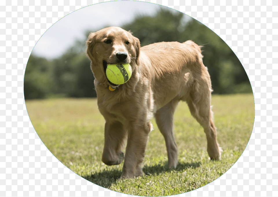 Dog Birthday Gift Ideas Dog Catches Something, Tennis Ball, Ball, Tennis, Sport Png