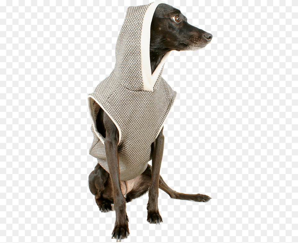 Dog Black Dog Pet Free Photo Whippet, Clothing, Hat, Animal, Canine Png