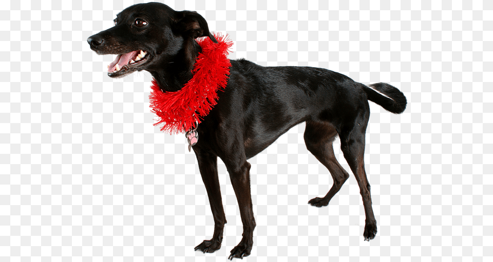 Dog Black Pet, Accessories, Animal, Canine, Mammal Free Png