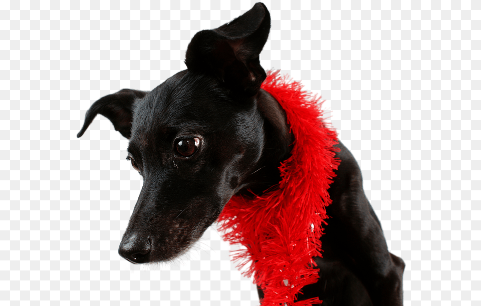 Dog Black Pet Companion Dog, Accessories, Animal, Canine, Mammal Free Transparent Png