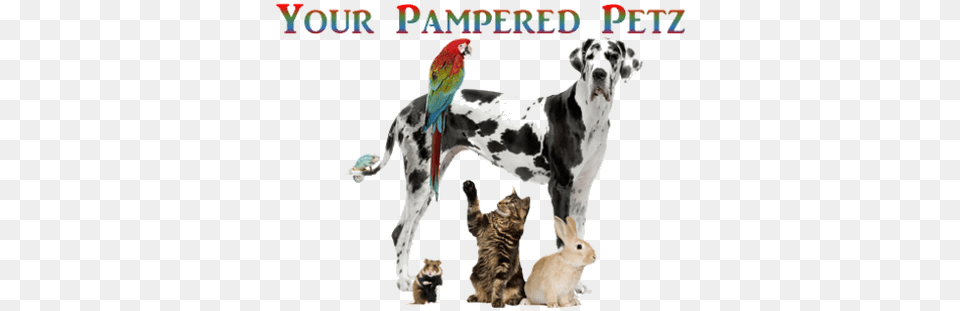 Dog Bowl Pet Frosty Bowls Puppy Cat Pet Animals And Birds, Animal, Mammal, Bird, Canine Png Image