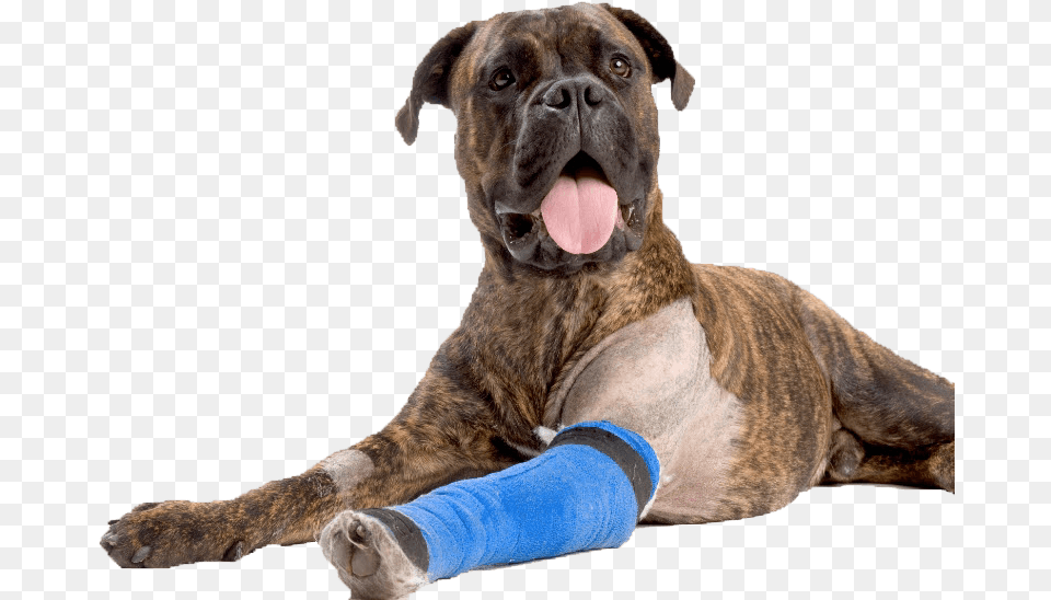 Dog Boxer Asc Bandage Arm852 Injured Dog, Animal, Bulldog, Canine, Mammal Png