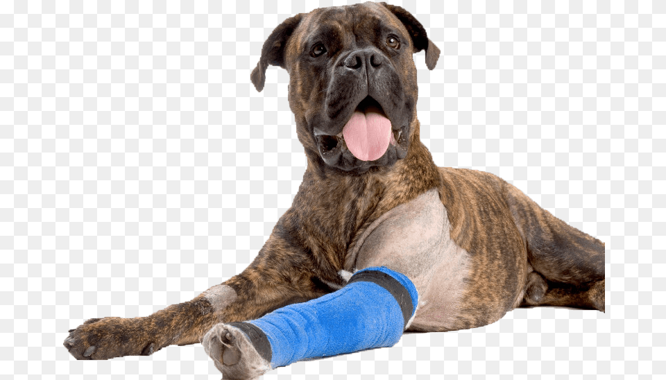 Dog Boxer Asc Bandage Arm852 Injury Dog, Animal, Bulldog, Canine, Mammal Png Image