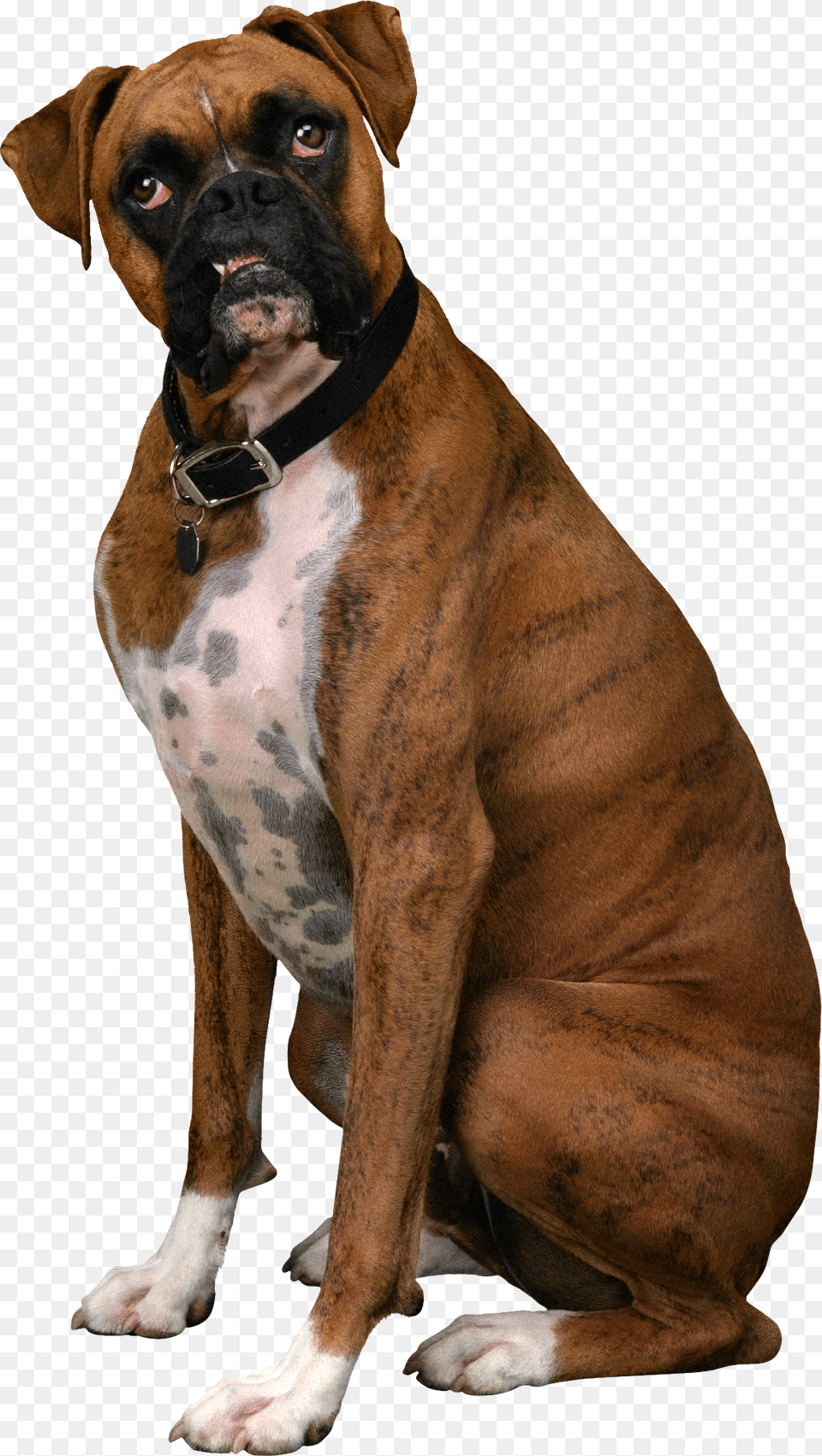 Dog Boxer Dog Transparent Background, Animal, Bulldog, Canine, Mammal Free Png Download