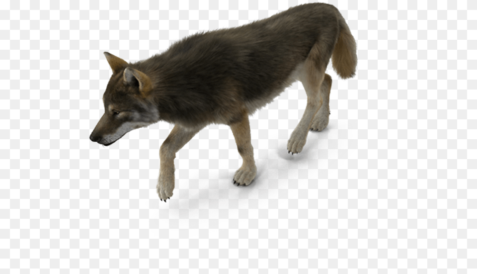 Dog Breed Coyote American Bison, Animal, Mammal, Wolf, Canine Png Image