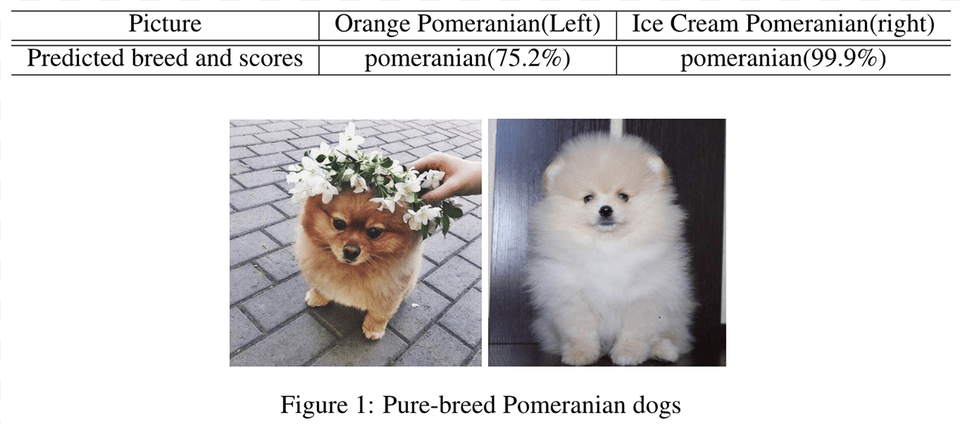 Dog Breed Identification Companion Dog, Animal, Canine, Mammal, Pet Free Png Download