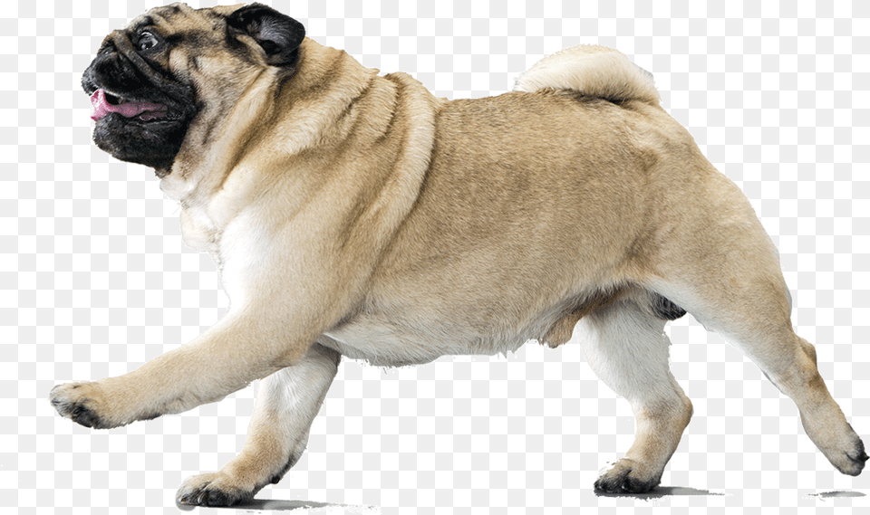 Dog Breed Informati Pug Running Background, Animal, Canine, Mammal, Pet Png