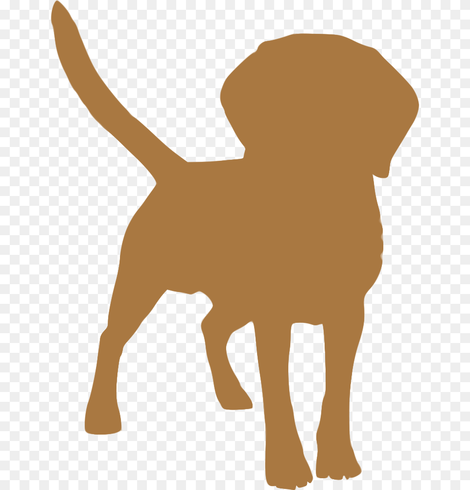 Dog Breed Puppy Tibetan Spaniel Tibetan Mastiff English Dog Shakes Water Off, Animal, Pet, Canine, Hound Png Image