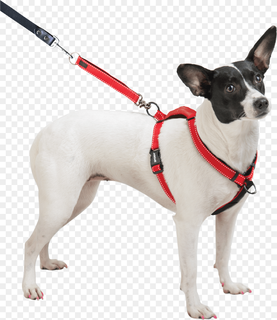 Dog Breed Toy Fox Terrier Miniature Fox Terrier Dog Sporn Ultimate Control Harness, Accessories, Strap, Animal, Canine Png Image