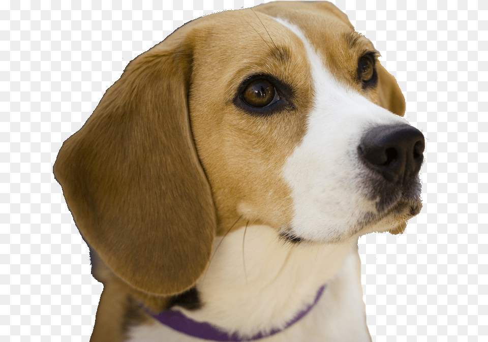 Dog Breeds For Beginners, Animal, Beagle, Canine, Hound Png