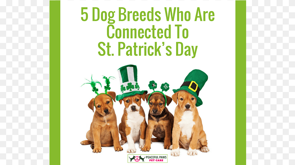 Dog Breeds Who Are Connected To St Cute St Patrick39s Day Puppy, Animal, Canine, Clothing, Hat Free Png Download