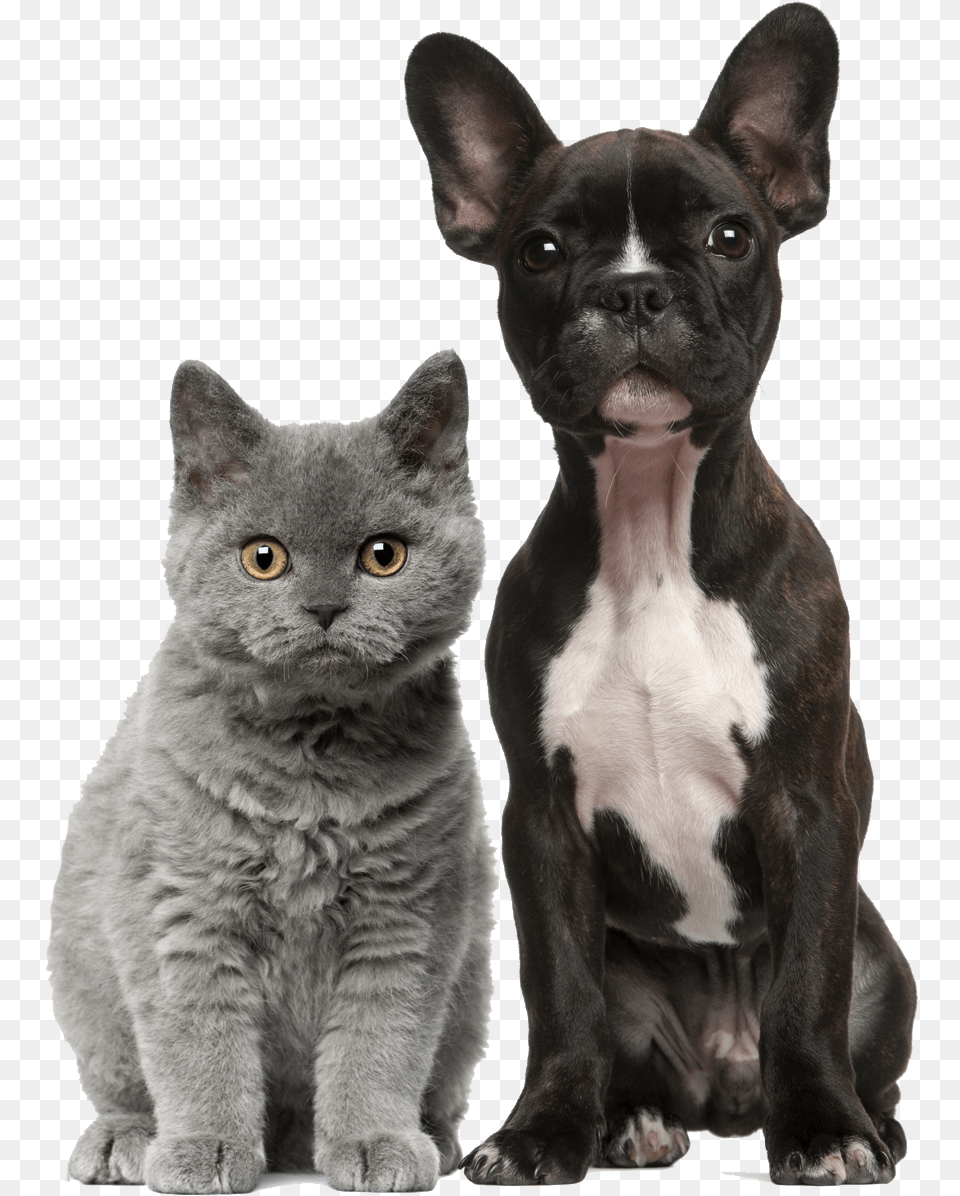 Dog Cat, Animal, Canine, Mammal, Pet Png Image