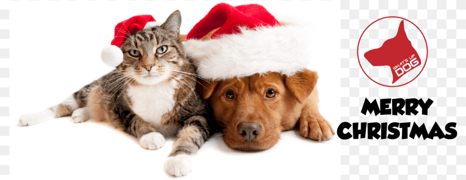 Dog Cat Christmas Cartoon Christmas Dog And Cat, Animal, Canine, Kitten, Mammal Free Transparent Png