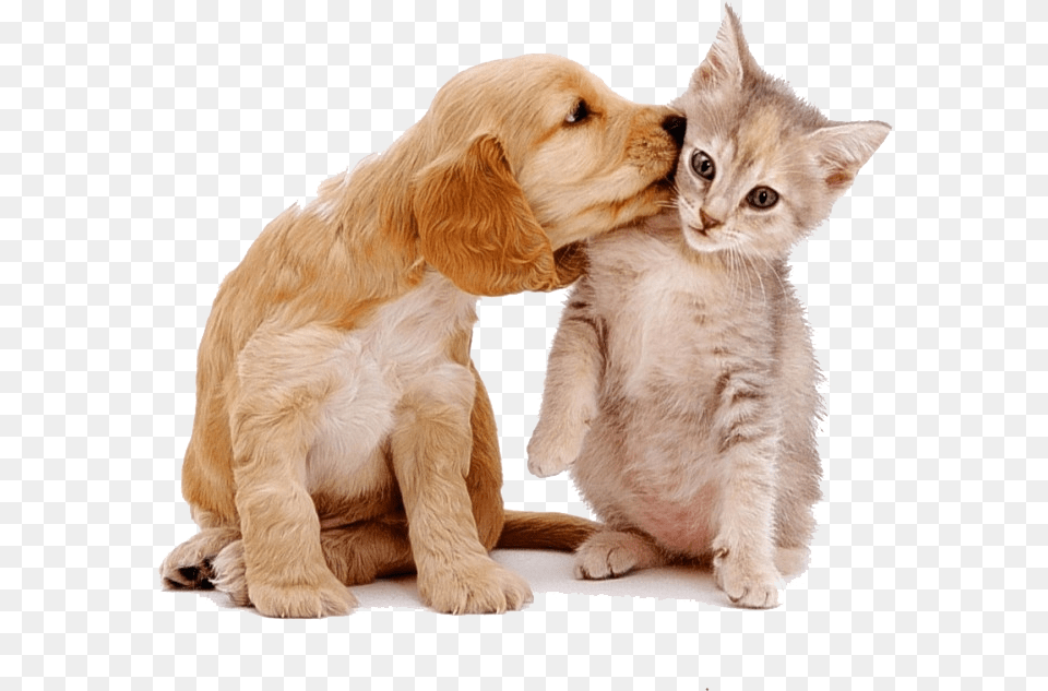 Dog Cat Cute Animal Stickers Cats Dogs, Canine, Kitten, Mammal, Pet Free Png Download