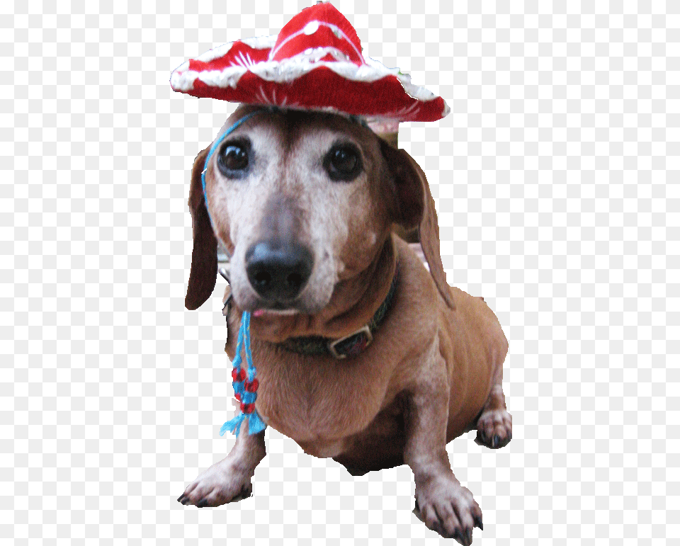 Dog Cat Dog Clothes, Clothing, Hat, Animal, Canine Png Image