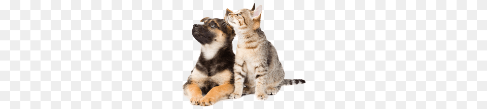 Dog Cat Looking Up, Animal, Pet, Canine, Mammal Free Png