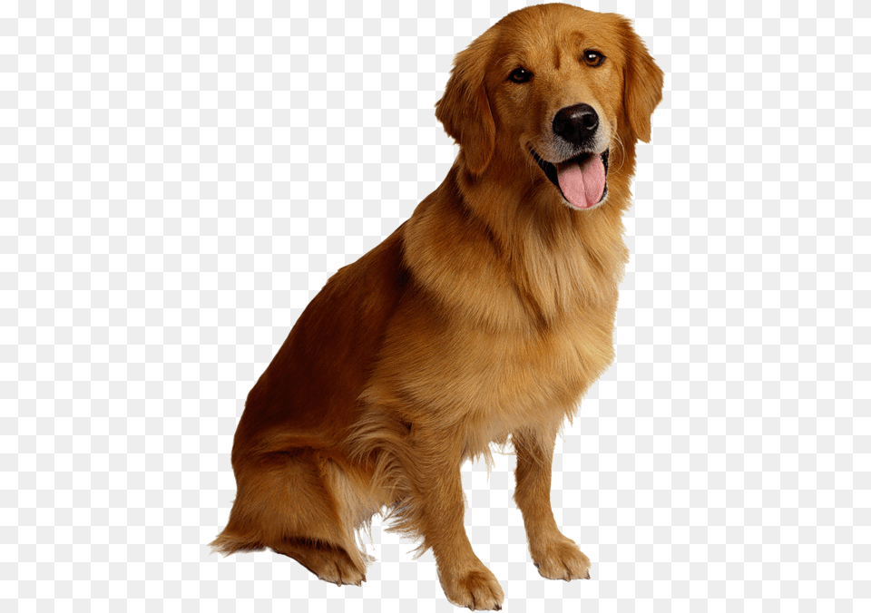Dog Cat Pet Backup Camera Golden Retriever, Animal, Canine, Golden Retriever, Mammal Png