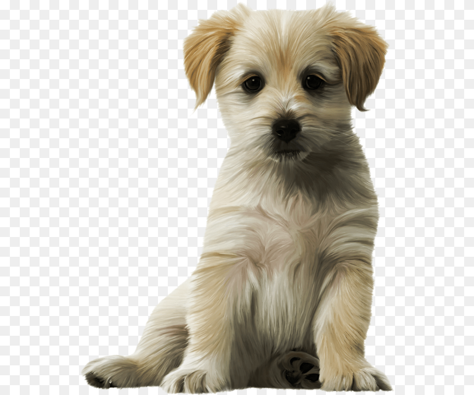 Dog Cat Puppy Kitten Felidae Cute Dogs, Animal, Canine, Mammal, Pet Png