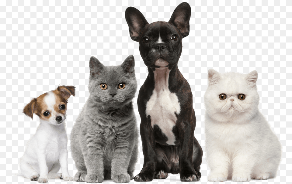 Dog Cat Puppy Kitten Pet Cats Dogs, Animal, Canine, Mammal, Manx Png