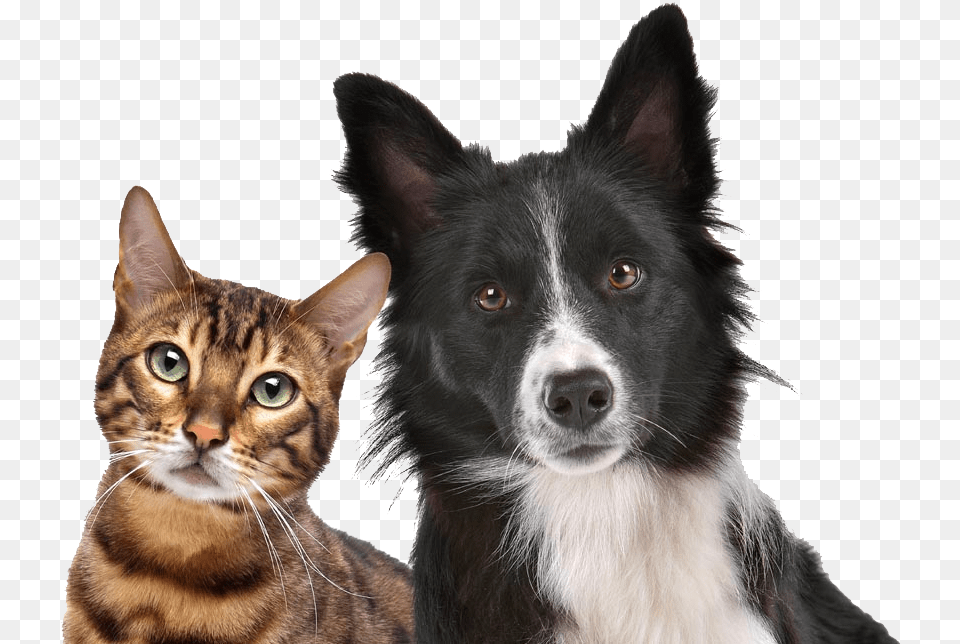 Dog Cat Relationship Dog Cat Relationship Kitten Pet Dog And Cat, Animal, Canine, Mammal Free Png Download