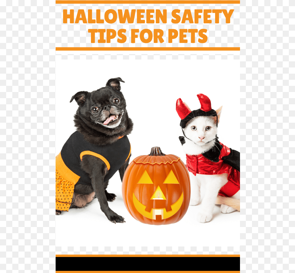 Dog Cat Safety Halloween Halloween Perros Y Gatos, Animal, Canine, Mammal, Pet Free Png Download