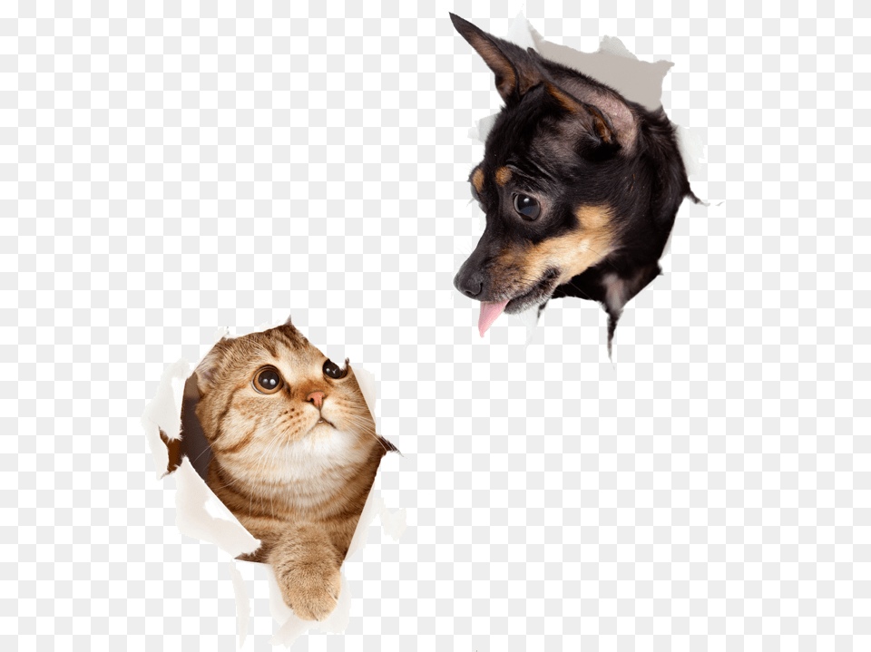 Dog Cat Transparent, Animal, Canine, Mammal, Pet Png Image