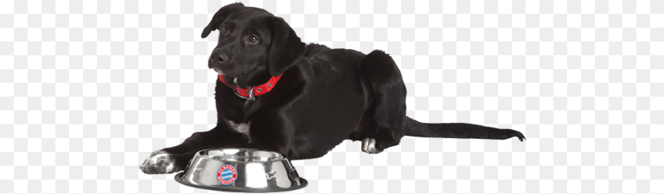 Dog Catches Something, Animal, Canine, Labrador Retriever, Mammal Free Png Download