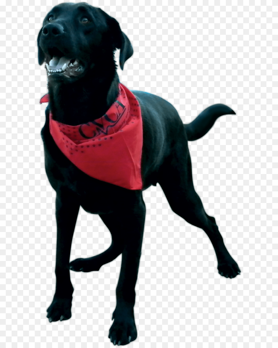 Dog Catches Something, Accessories, Animal, Canine, Mammal Free Png Download