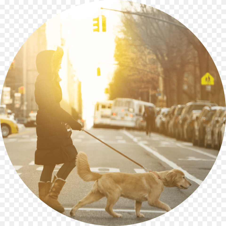 Dog Catches Something, Walking, Photography, Person, Strap Free Png Download