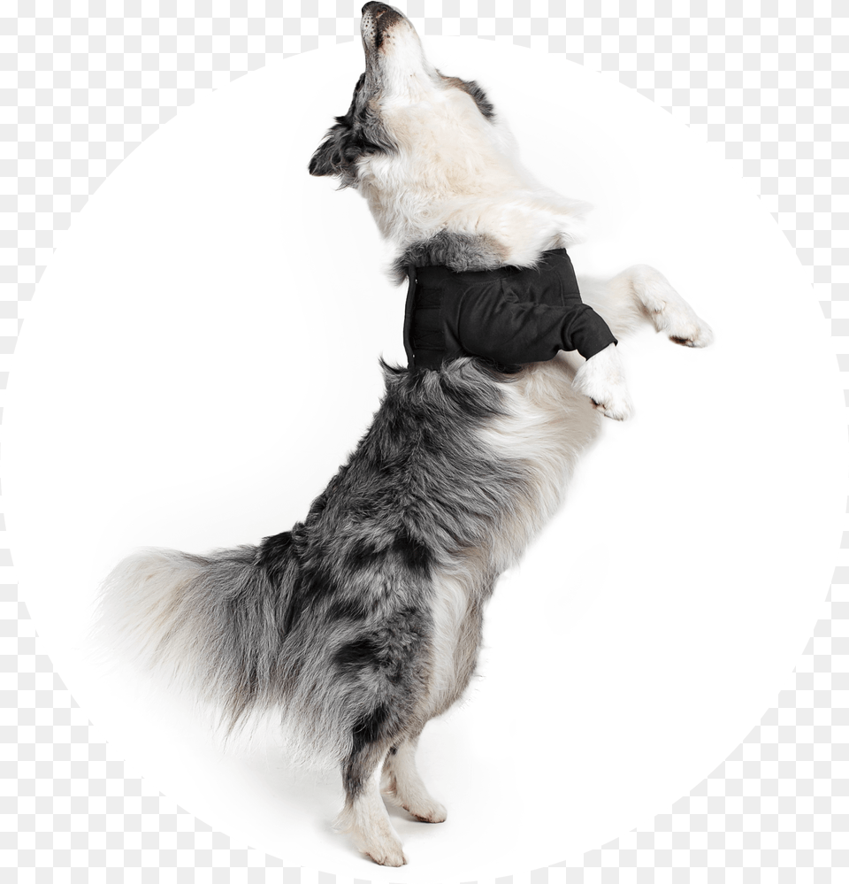 Dog Catches Something, Animal, Canine, Mammal, Pet Free Png Download